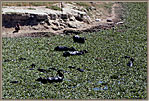 Choked River With Cattle In Weed