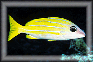 Yellow-striped Grunt