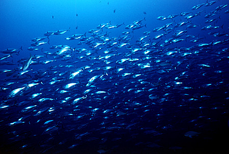 School of Tuna