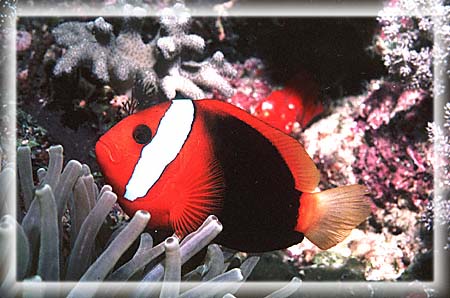 A Tomatoe Clownfish worries!