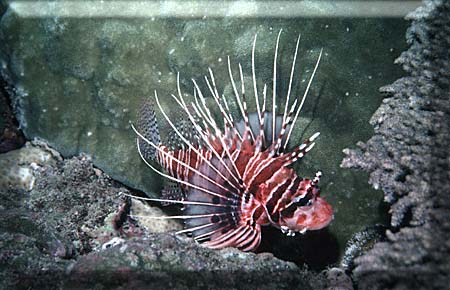 Radiata Lionfish posing for the camera!