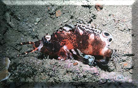 A spotfin lionfish, oh my!