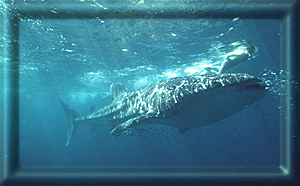 Whale Shark & Snorkeler!