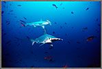 Pair Of Hammerheads