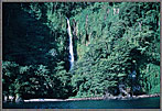 Waterfall In Jungle