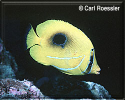 Bennets Butterflyfish!