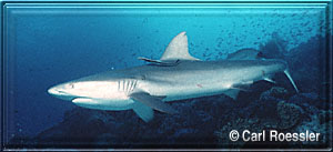 A beautiful Gray Shark & Remora come to visit!