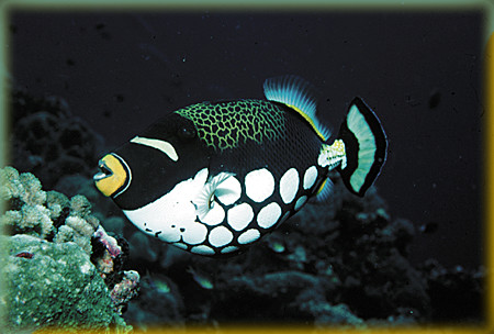 Clown Triggerfish!