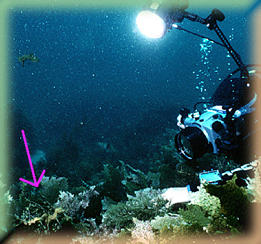 Photographing a Leafy Sea Dragon at end of Pink Arrow.