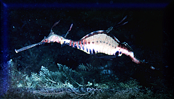 Weedy Sea Dragons