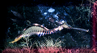 Weedy Sea Dragons