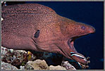 Huge Moray Eel With A Cleaner Wrasse