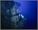 CS Jessica with Montrous Black Coral Tree 180 Feet Deep