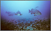 Monster Sized Groupers Near Yongala Wreck