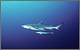 CS Reef White Tip Shark With Remora