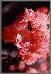 PNG Coral Crab Hiding Amid Soft Coral Polyps