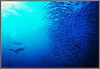 PNG Divers With Huge School Of Barracuda