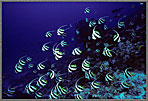 PNG School Of Bannerfish