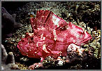 Sailfin Leaf Fish Purple