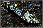 Scrawled File Fish In Camo Colors